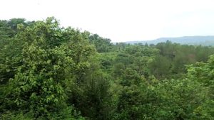 kangra valley toy train
