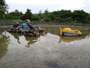 rock garden talwara township